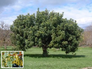 the carob tree